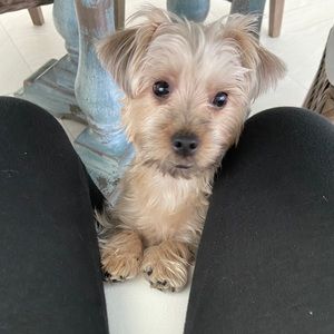 Meet your Posher, Lucy